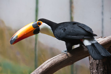 Obraz premium Toucan