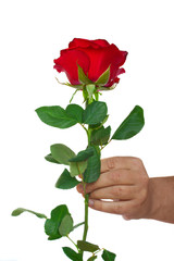 hand holding  one rose