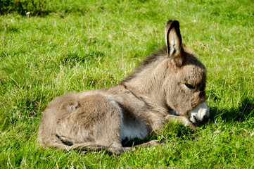 Young donkey eating grass