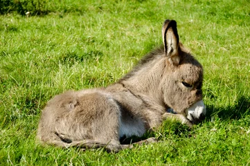 Abwaschbare Fototapete Esel Junger Esel, der Gras isst