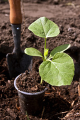 A plant with soil on a hand trowel