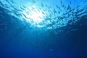Shoal of anchovies in the sea - obrazy, fototapety, plakaty