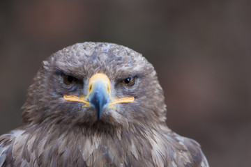 beautiful closeup of a falcon