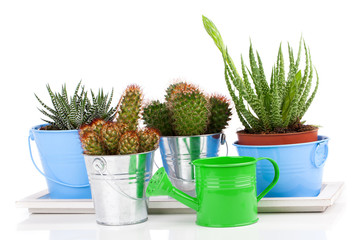 succulent cactus in a metal bucket and Aloe, on white background