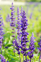 Obraz premium lavender