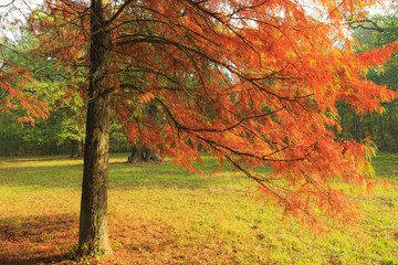 Beautiful autumn foliage in the forest