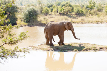 Single elephant bull standing on small island in nature reserve