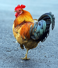 Portrait pet rooster on the farm - obrazy, fototapety, plakaty