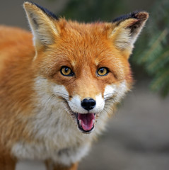 Fox portrait in natural habitat