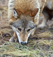 Gray Wolf in the woods