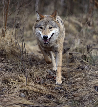 Gray Wolf in the woods