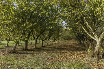 Paysage de campagne, cultures en Gironde