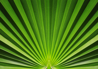 Palm leaf close up