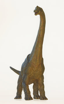 A Tall Brachiosaurus Dinosaur, or Arm Lizard