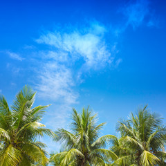 Palm trees in the blue sunny sky