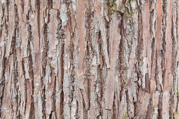 Obraz premium Tree bark texture