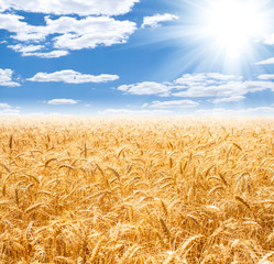 Gold wheat field and blue sky