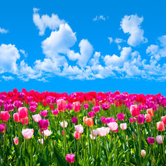 Obraz premium Meadow of tulips on a background of blue sky