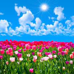 Meadow of tulips on a background of blue sky with clouds