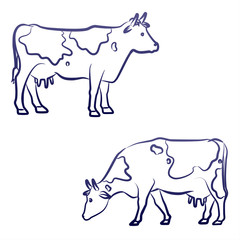 two cows