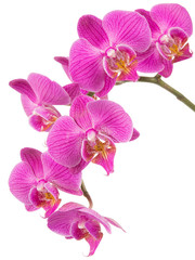 Orchidea na białym tle - obrazy, fototapety, plakaty
