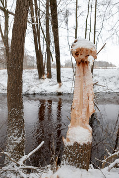 tree beavers gnaw winter