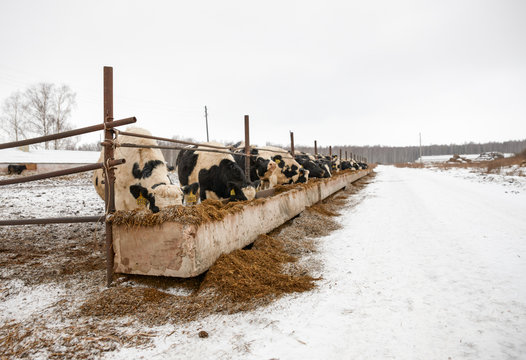 Feeding cows on the farm in winter