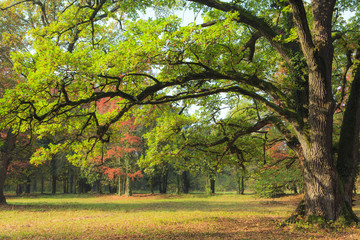 Beautiful autumn foliage in the forest