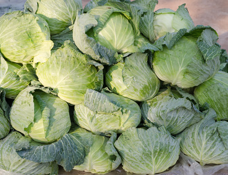Group of Cabbages