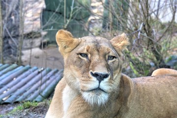 Fototapeta na wymiar Female Lion's Head