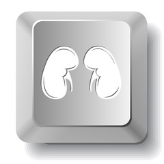Kidneys. Vector computer key.