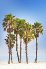 Fototapeta na wymiar Palm trees and blue beach