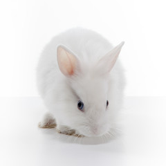 White rabbit isolated on white background