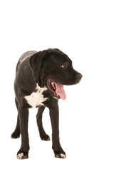 Dog in white background