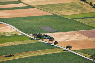 Obraz premium Fileds