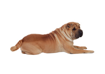 Obraz premium Beautiful Shar Pei Dog Breed isolated on a white background