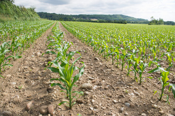 Maize in the fields
