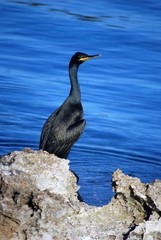 Cormorán