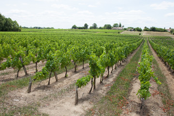 Fototapeta na wymiar culture du raisin dans la vigne de médoc de Bordeaux France