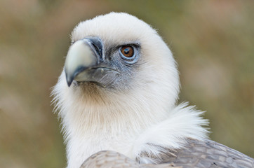 Griffon Vulture