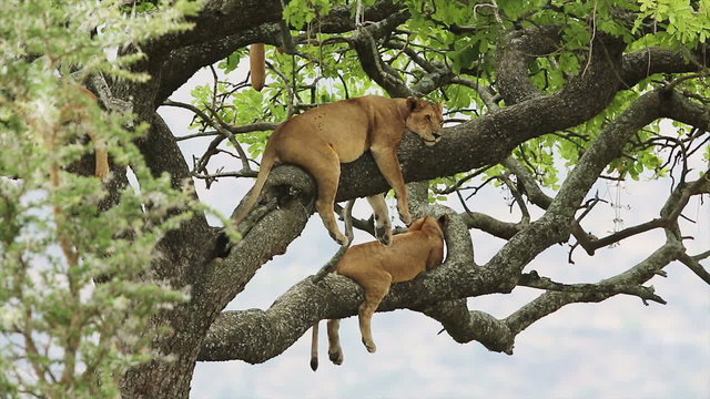 Lions sleeping in a tree