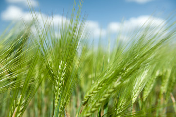 green wheat field and blue sky spring landscape