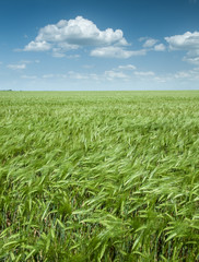 green wheat field and blue sky spring landscape © soleg