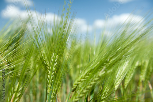 природа пшеница крупный план загрузить
