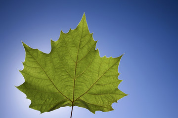 Maple Leaf