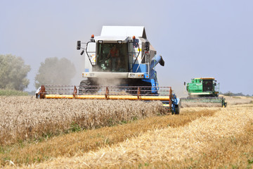 Harvester working in a wheat field