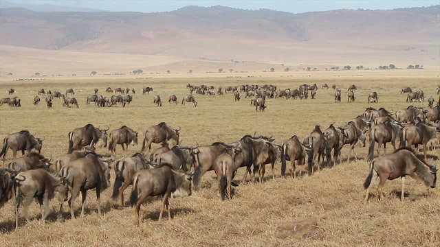 Herds of gnus and wildebeests in the Ngorongoro crater