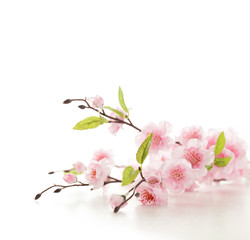 Cherry blossoms - 60473571
