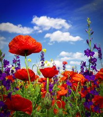 Fototapeta premium Summer wildflowers and clouds
