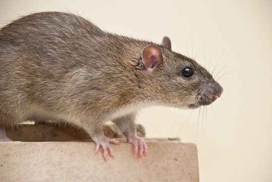 Ratto nella gabbia